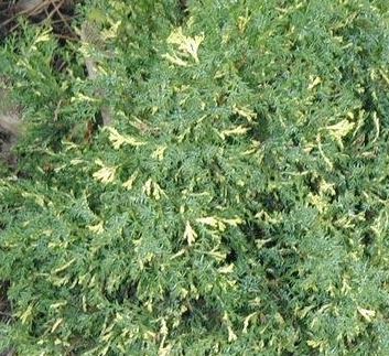 Hinoki False Cypress Saffron Spray