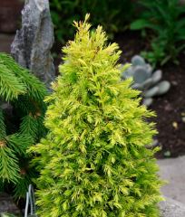 Common Juniper Gold Cone