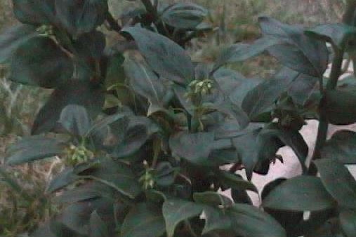 Sarcococca Species, Fragrant Sweet Box