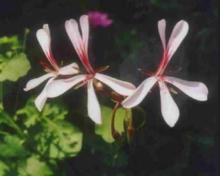 Sorrel Geranium