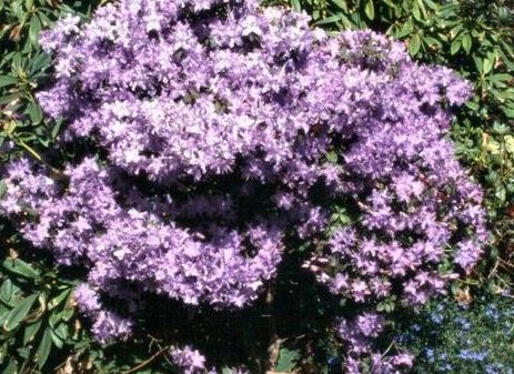 Rhododendron Species, Blue Rhododendron