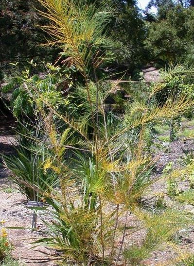 Allocasuarina Species, Dune She-Oak