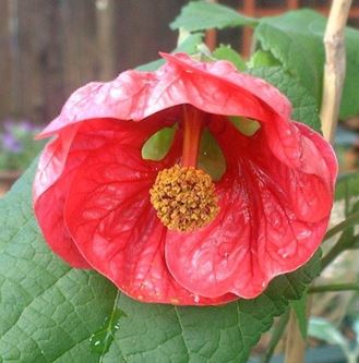 Abutilon, Flowering Maple Raspberry Parfait