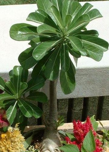 Adenium, Desert Rose