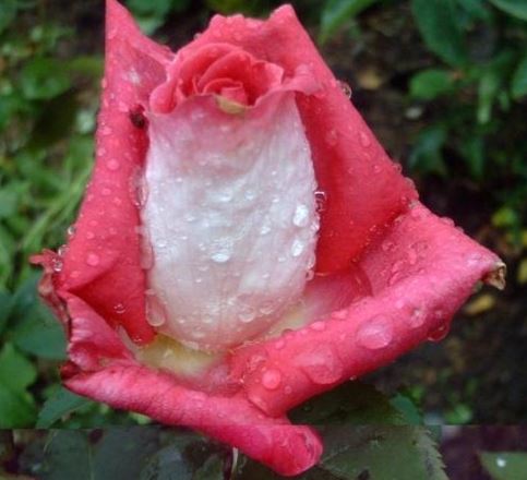 Hybrid Tea Rose Acapella