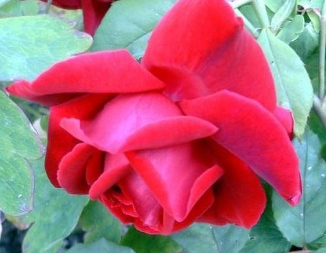 Hybrid Tea Rose Crimson Glory