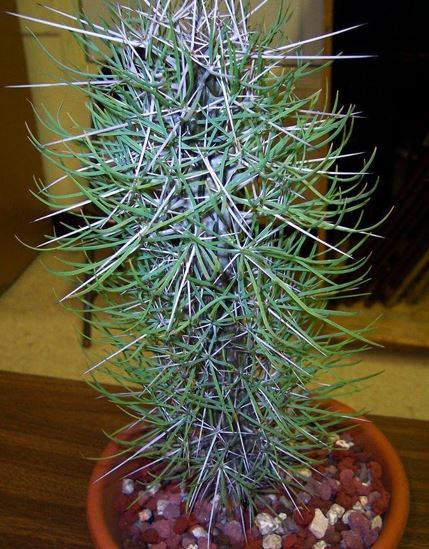Didierea Species, Madagascar Cactus, Octopus Tree
