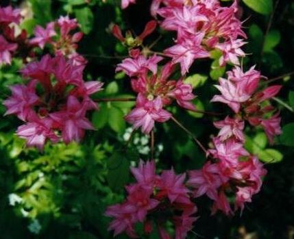 Rhododendron, Azalea Homebush