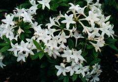 Rhododendron, Azalea 'Weston's Innocence'