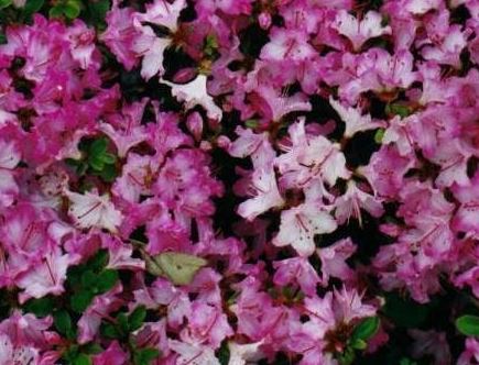 Rhododendron, Japanese Azalea, Kyushu Azalea Komo Kulshan