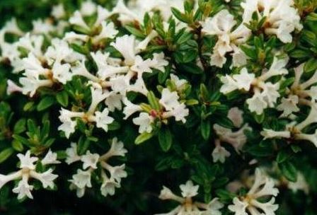 Rhododendron Maricee