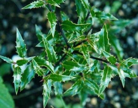 Ilex, Narrowleaf English Holly Angustifolia