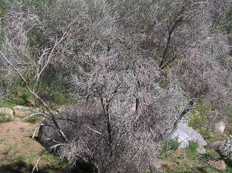 Psorothamnus Species, Desert Smoke Tree
