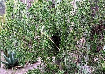 Colletia Species, Anchor Plant, Crucifixion Thorn