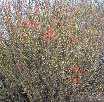 Palo Adan, Adams Tree