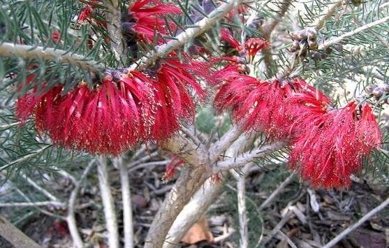 Melaleuca Species, Silky Net Bush