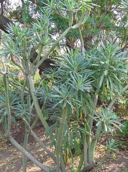 Kleinia Species, Mountain Grass