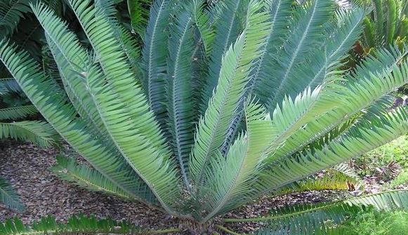 Encephalartos Species, Cycad