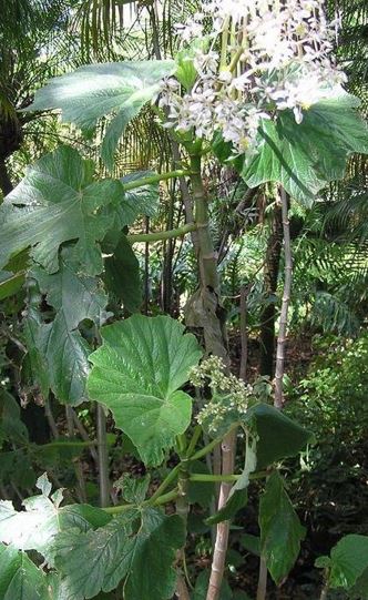 Begonia Species, Grape Leaf Begonia