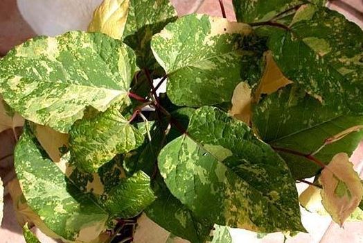 Reynoutria, Asian Knotweed, Japanese Knotweed Devon Cream
