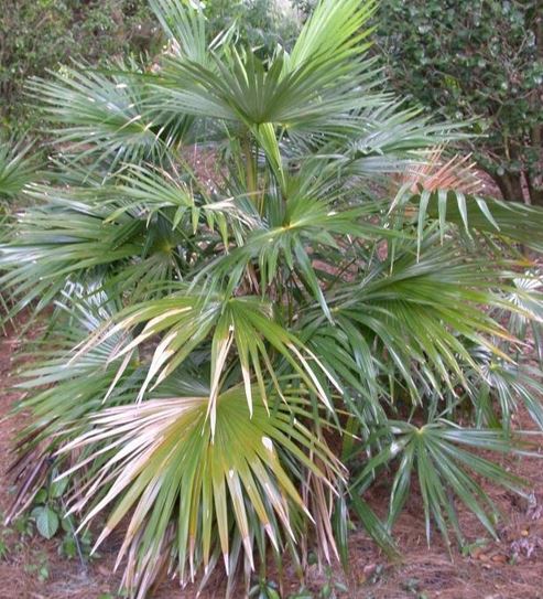 Zombia Species, Guanito, Latanye Zombi, Zombie Palm