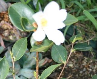 Camellia, Tea-Oil Plant