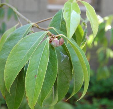 Yennan Camellia
