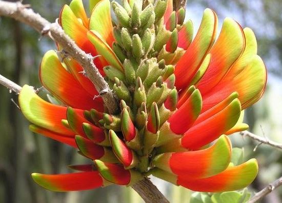 Erythrina Species, Tambookie Thorn