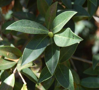 Greyia Species, Natal Bottlebrush