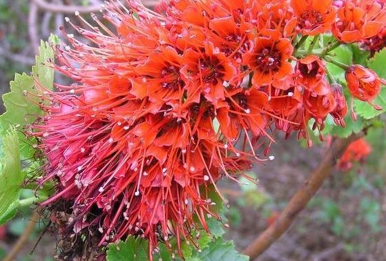 Rhododendron, Azalea Rosy Lights
