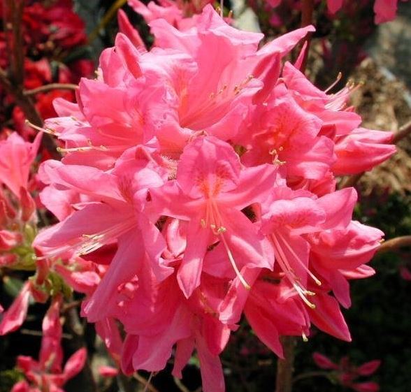 Erythrina Species, Pipal
