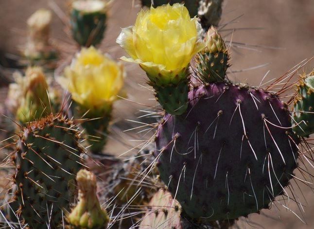 Agave Species, Falcate Needle-leaf Hardy Agave, Century Plant, Maguey