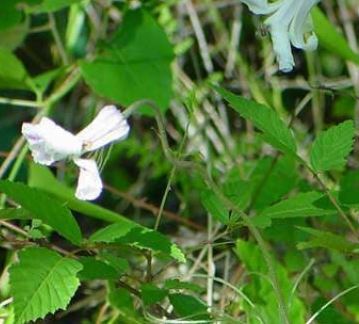 Eubotrys Species, Sweetbells, Swamp Sweetbells, Leucothoe, Swamp Doghobble, Fetter-Bush