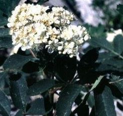 Rhododendron, Azalea Glacier
