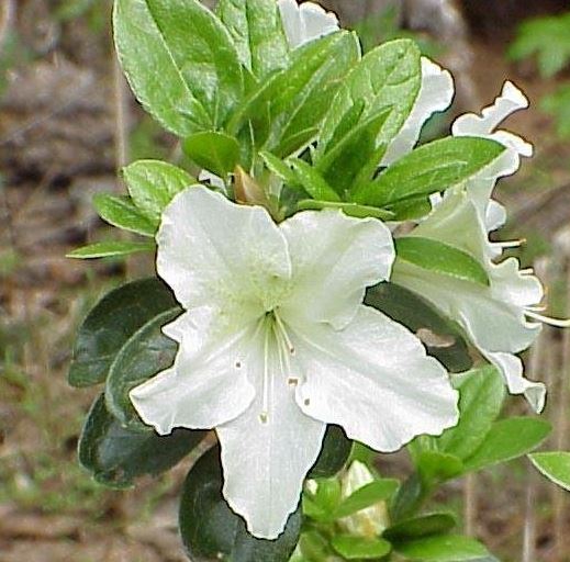 Common Pearlbush