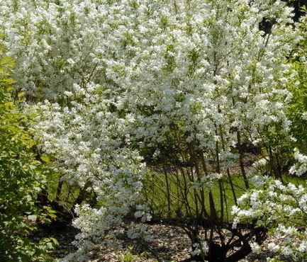 Physocarpus Species, Pacific Ninebark, Western Ninebark