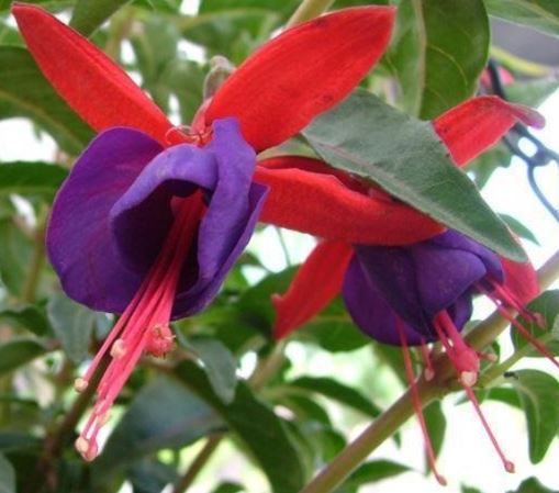 American Bladdernut