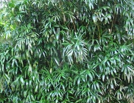 Screw-Pine, Screwpine, Pandanus