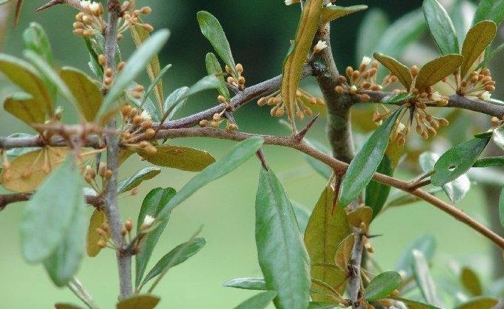 Myrsine, Colicwood