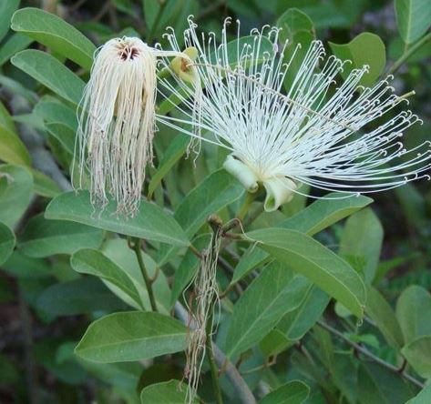 Varronia Species, Bloodberry, Butterfly Sage