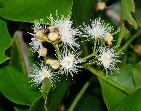 Common Camellia, Japanese Camellia Alba Plena