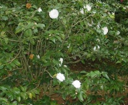 Scaevola Species, Inkberry, Beachberry, Gullfeed, Half Flower, Waxy Bush