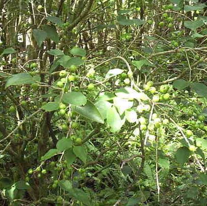 Spanish Fir, Moroccan Fir