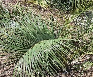 Oleander Turners Shari D