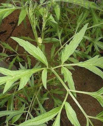 Uncarina