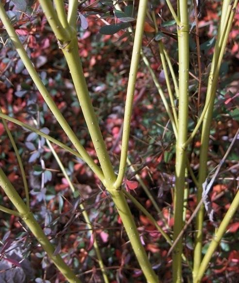 Himalayan Mint Shrub