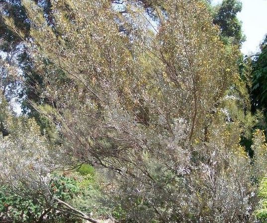 Golden Dew Drop, Variegated Sky Flower, Pigeon Berry Variegata