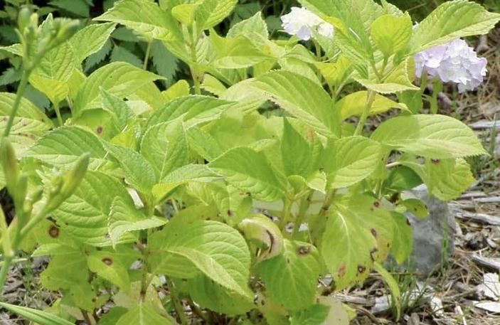 Japanese Maple Sharps Pygmy