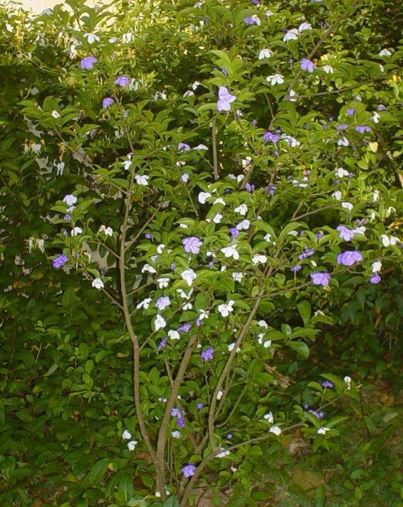 Eleutherococcus Species, Five-Fingered Aralia