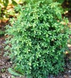 Veronica, Showy Hebe, Variegated Hebe Variegata